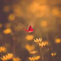 nature butterfly images for whatsapp dp